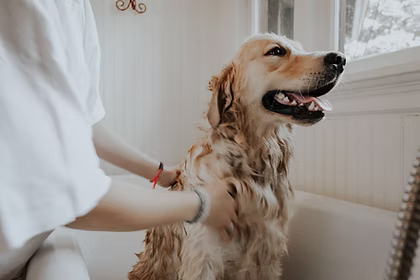 Renting with pets dog
